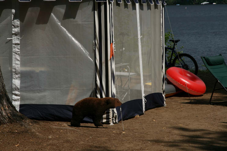 This Bear Thought We Couldn't See Him if He Remained Still